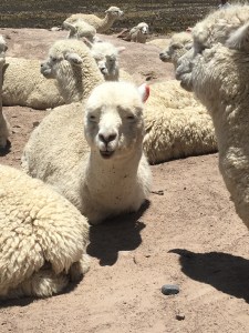 Alpaca
