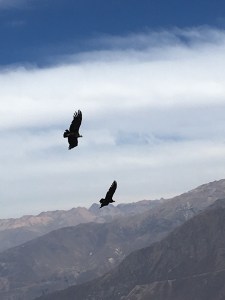 Condor at Colca Canyon